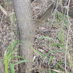 Acacia salicina