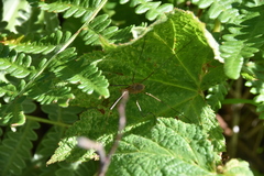 Phalangiinae