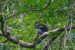 Trachypithecus obscurus