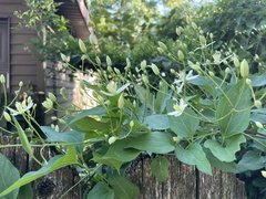 Clematis
