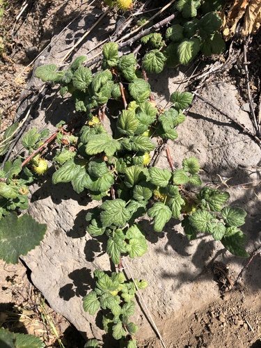 Ribes ambiguum iNat (2)