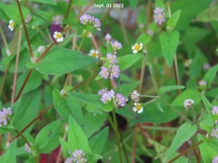 Persicaria nepalensis