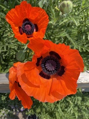 Papaver