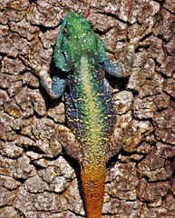 Acanthocercus atricollis