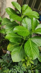 Hydrangea