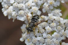 Eristalis rupium