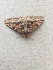 Frederickia s-signata