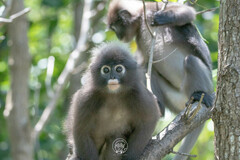 Trachypithecus obscurus