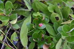 Exobasidium vaccinii