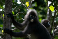 Trachypithecus obscurus