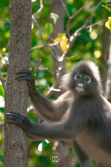 Trachypithecus obscurus