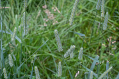 Phleum