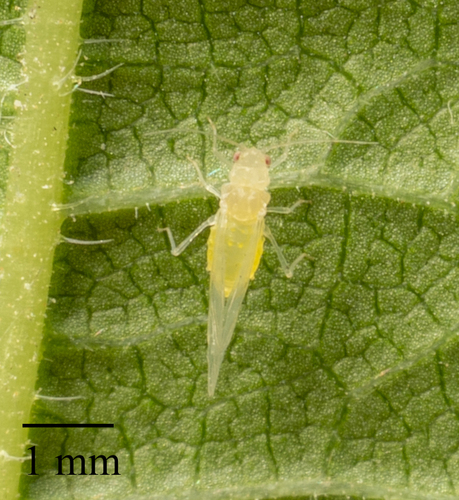 Gold Elm Aphid