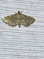 Anageshna primordialis