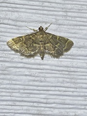 Anageshna primordialis