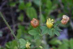 Trifolium aureum