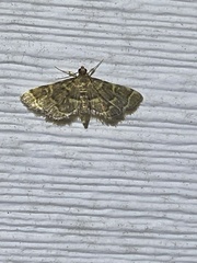 Anageshna primordialis