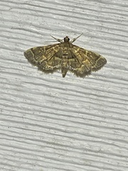 Anageshna primordialis