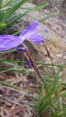 Patersonia