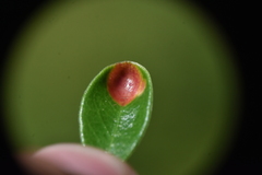 Exobasidium vaccinii