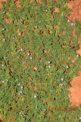Verbena supina