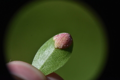 Exobasidium vaccinii