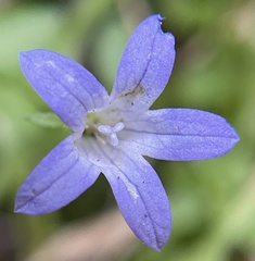 Campanula californica