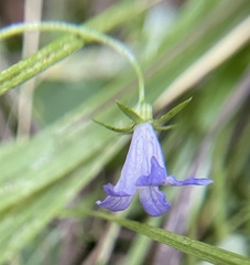 Campanula californica