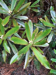 Myrsine salicina