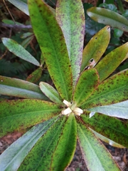 Myrsine salicina