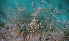 Lambrachaeus ramifer