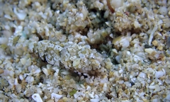 Philocheras breviflagella