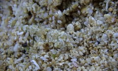 Philocheras breviflagella