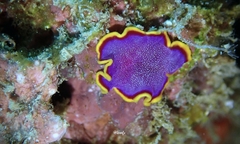 Pseudoceros ferrugineus