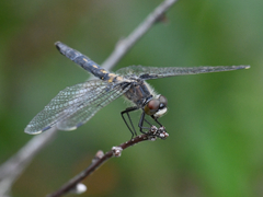 Leucorrhinia
