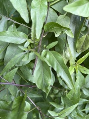 Solanum laxum