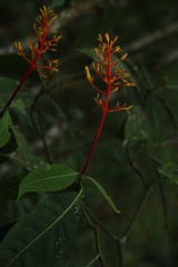 Palicourea thyrsiflora