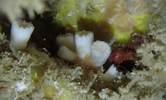 Cladopsammia eguchii