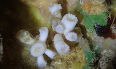 Cladopsammia eguchii