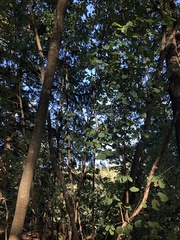 Amelanchier alnifolia