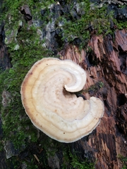 Mycorrhaphium adustum