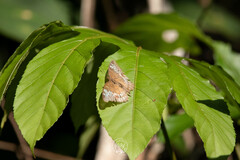 Limenitidinae