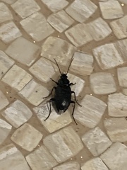 Agonum