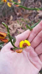 Bossiaea