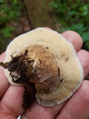 Mycorrhaphium adustum