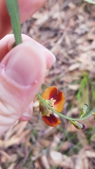 Bossiaea