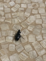 Agonum