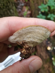 Mycorrhaphium adustum