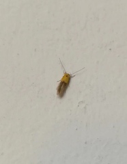 Stathmopoda auriferella