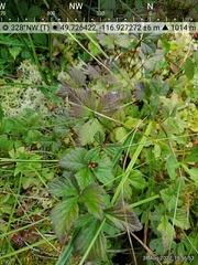Rubus arcticus